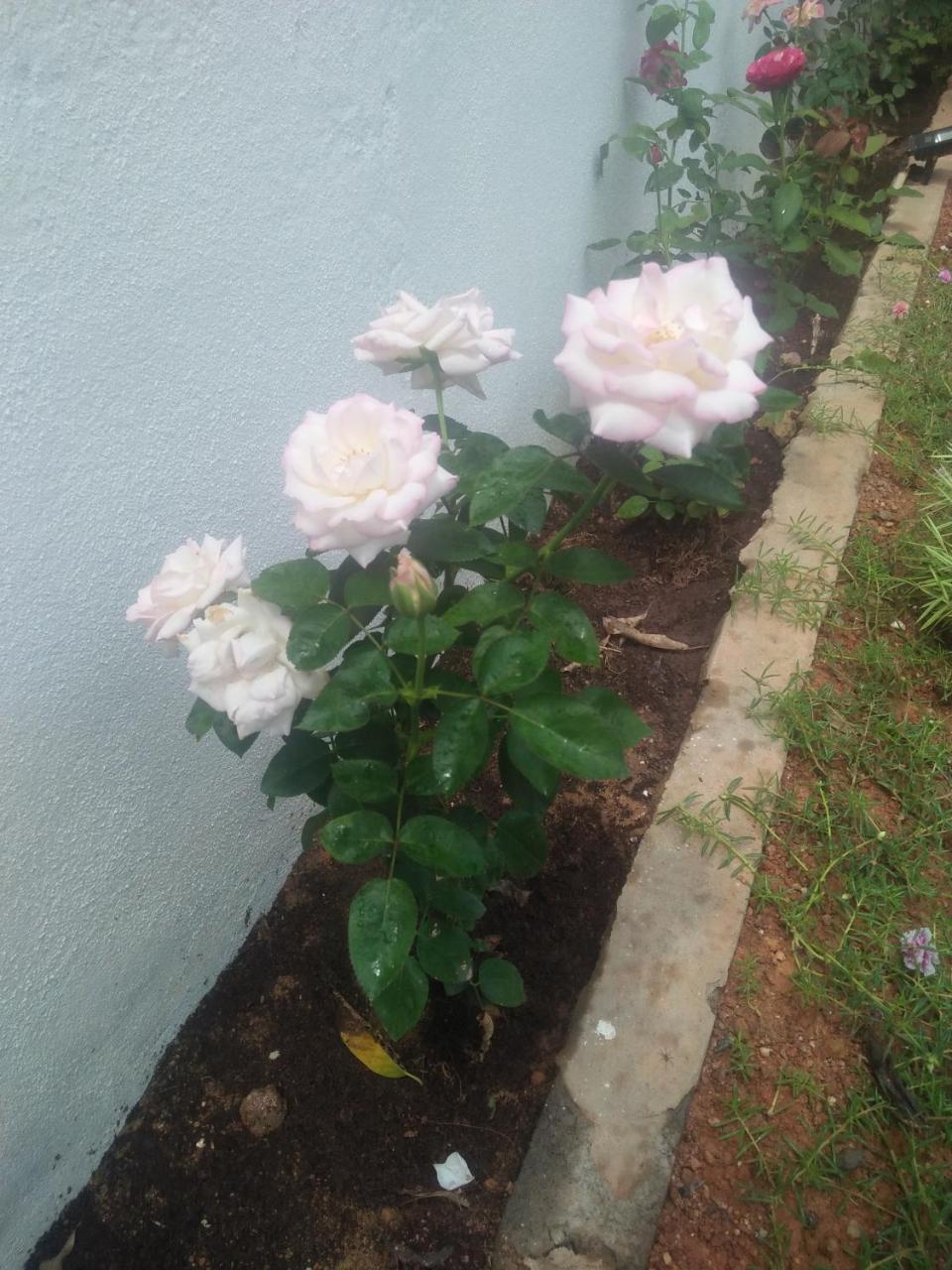 נגומבו Living Home מראה חיצוני תמונה